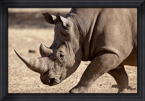 Framed Profile close-up of endangered white rhinoceros, Okapuka Ranch, Windhoek, Namibia Print