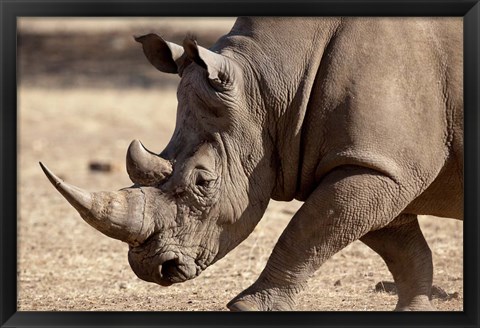 Framed Profile close-up of endangered white rhinoceros, Okapuka Ranch, Windhoek, Namibia Print