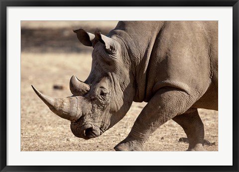 Framed Profile close-up of endangered white rhinoceros, Okapuka Ranch, Windhoek, Namibia Print