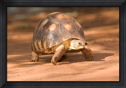 Framed Radiated Tortoise in Sand, Madagascar Print