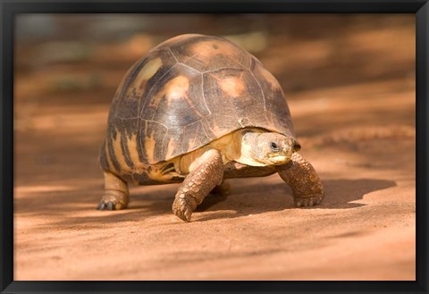 Framed Radiated Tortoise in Sand, Madagascar Print