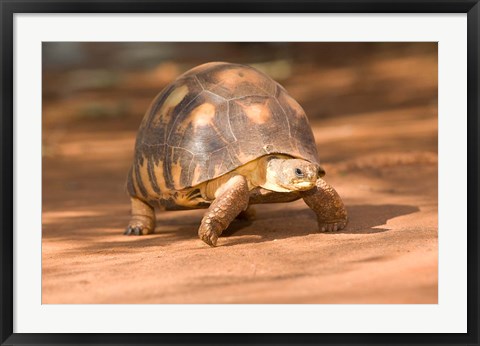 Framed Radiated Tortoise in Sand, Madagascar Print