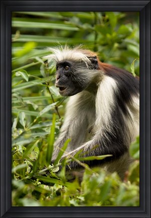 Framed Red Colobus Monkey, Volcanoes NF, Rwanda Print