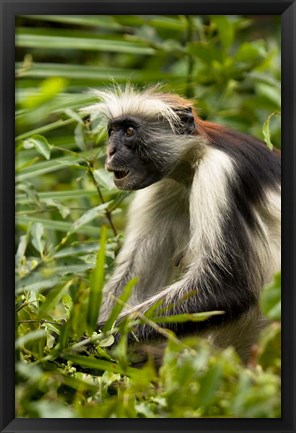 Framed Red Colobus Monkey, Volcanoes NF, Rwanda Print