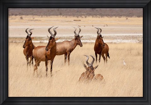 Framed Red hartebeest, Etosha National Park, Namibia, Africa Print