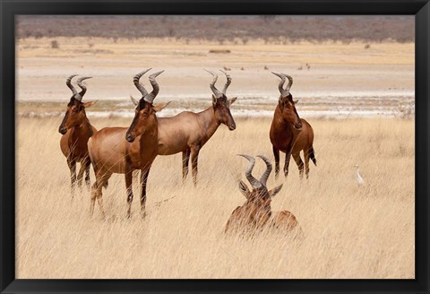 Framed Red hartebeest, Etosha National Park, Namibia, Africa Print