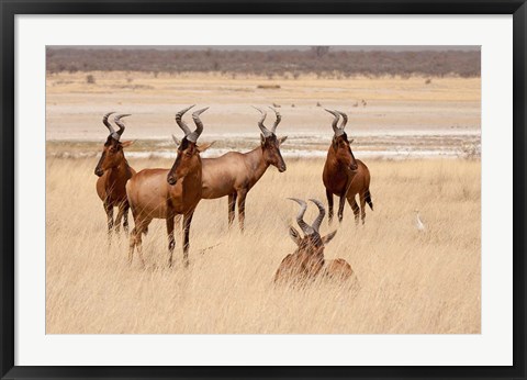 Framed Red hartebeest, Etosha National Park, Namibia, Africa Print