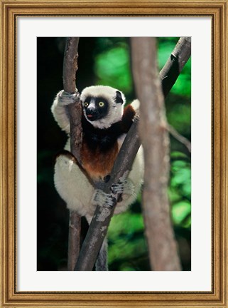 Framed Propithecus sifaka lemur, Madagascar Print