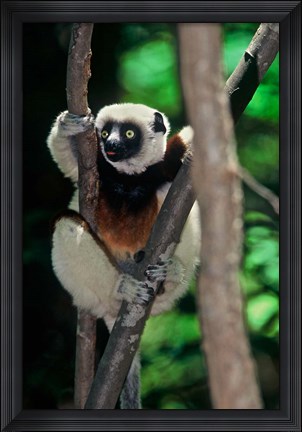 Framed Propithecus sifaka lemur, Madagascar Print