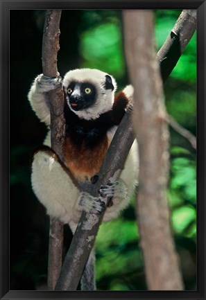 Framed Propithecus sifaka lemur, Madagascar Print