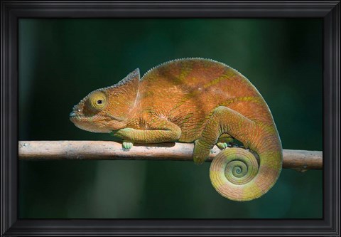 Framed Parson&#39;s Chameleon lizard, Perinet Reserve, Madagascar Print