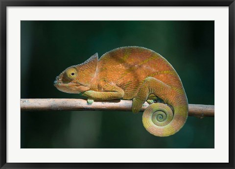 Framed Parson&#39;s Chameleon lizard, Perinet Reserve, Madagascar Print