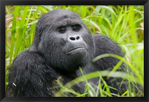 Framed Mountain Gorilla in Rainforest, Bwindi Impenetrable National Park, Uganda Print
