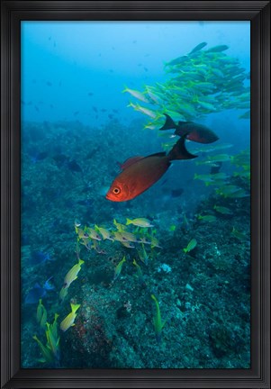 Framed Mozambique, Guinjata Bay, Jangamo Beach, Tropical fish Print