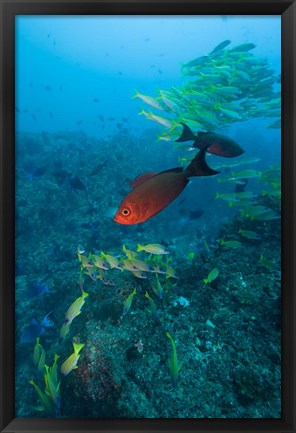 Framed Mozambique, Guinjata Bay, Jangamo Beach, Tropical fish Print