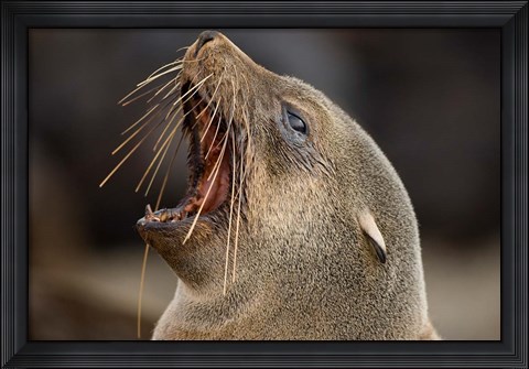 Framed Namibia, Cape Cross Seal Reserve. Close up of Southern Fur Seal Print