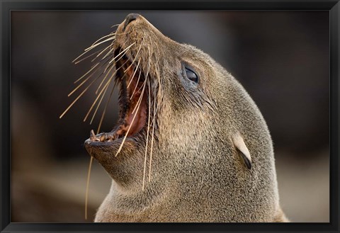 Framed Namibia, Cape Cross Seal Reserve. Close up of Southern Fur Seal Print