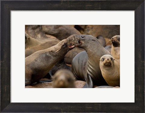 Framed Namibia, Cape Cross Seal Reserve. Group of Southern Fur Seal Print