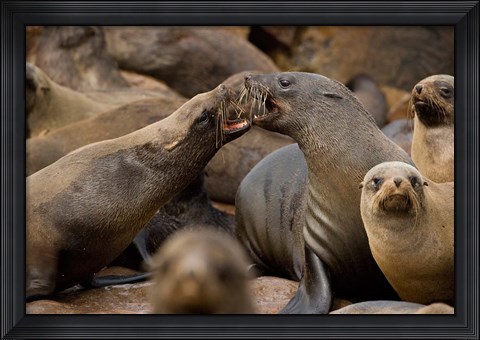 Framed Namibia, Cape Cross Seal Reserve. Group of Southern Fur Seal Print