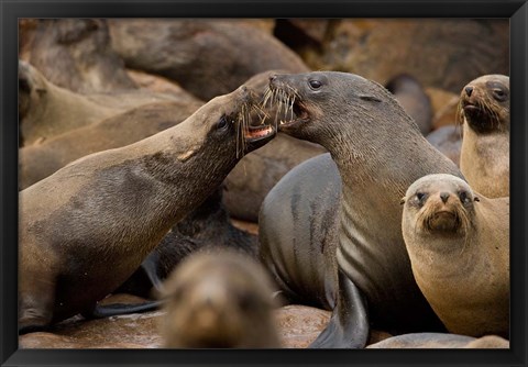 Framed Namibia, Cape Cross Seal Reserve. Group of Southern Fur Seal Print