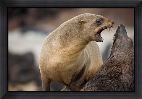 Framed Namibia, Cape Cross Seal Reserve. Southern Fur Seals Print