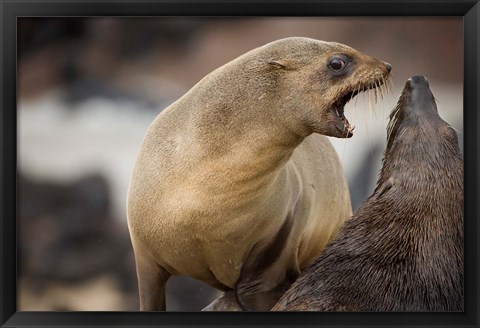 Framed Namibia, Cape Cross Seal Reserve. Southern Fur Seals Print