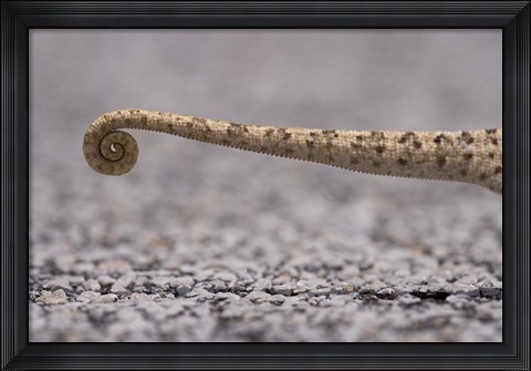 Framed Namibia, Caprivi Strip, Flap Necked Chameleon lizard Tail Print