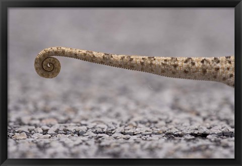 Framed Namibia, Caprivi Strip, Flap Necked Chameleon lizard Tail Print