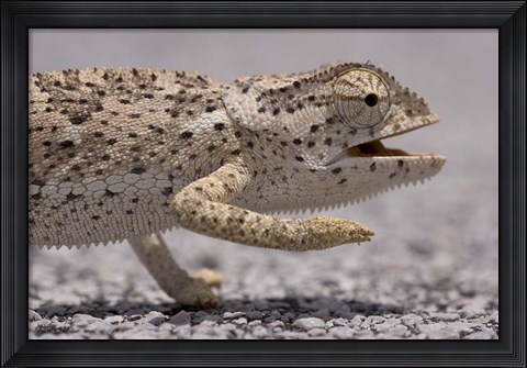 Framed Namibia, Caprivi Strip, Flap Necked Chameleon lizard Head Print