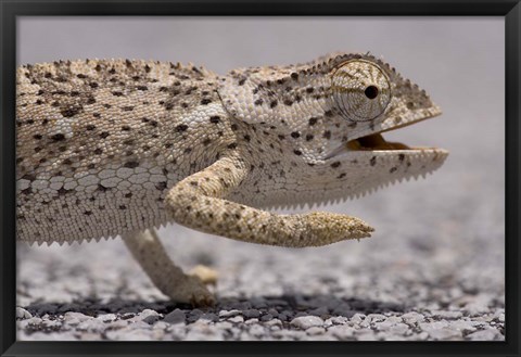 Framed Namibia, Caprivi Strip, Flap Necked Chameleon lizard Head Print