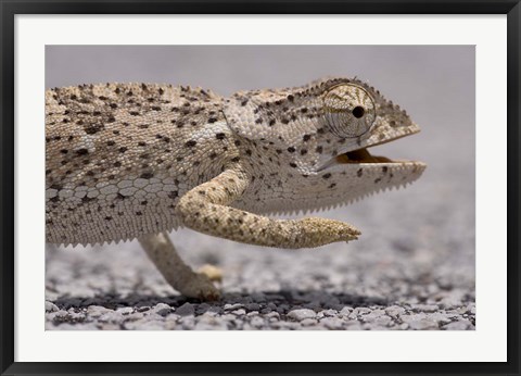 Framed Namibia, Caprivi Strip, Flap Necked Chameleon lizard Head Print