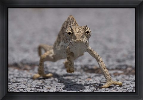Framed Namibia, Caprivi Strip, Flap Necked Chameleon lizard Print