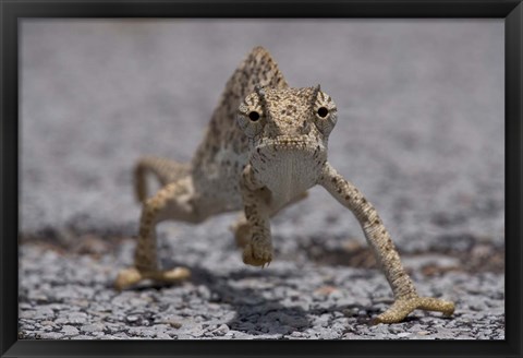 Framed Namibia, Caprivi Strip, Flap Necked Chameleon lizard Print