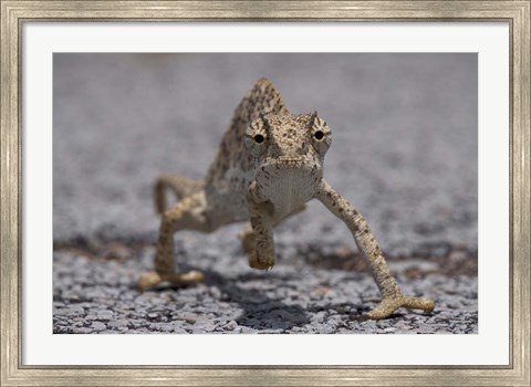 Framed Namibia, Caprivi Strip, Flap Necked Chameleon lizard Print