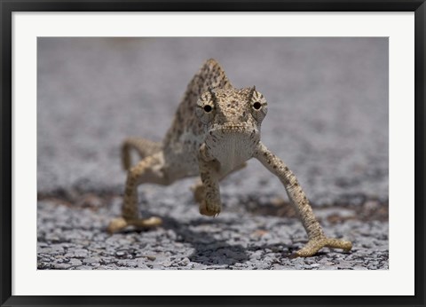 Framed Namibia, Caprivi Strip, Flap Necked Chameleon lizard Print