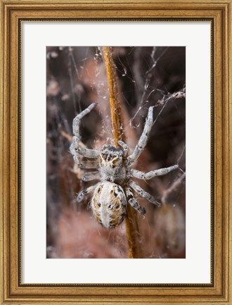 Framed Namibia, Etosha National Park, Spider feeding on moth Print