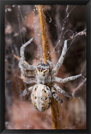 Framed Namibia, Etosha National Park, Spider feeding on moth Print