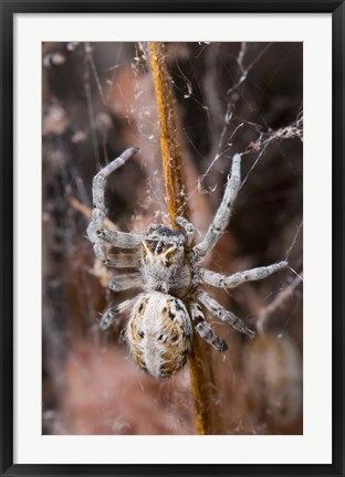 Framed Namibia, Etosha National Park, Spider feeding on moth Print