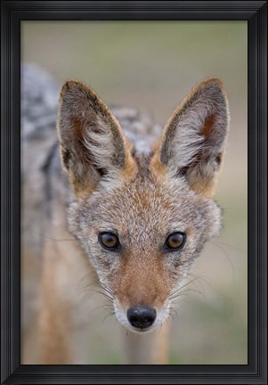 Framed Namibia, Etosha National Park. Black Backed Jackal Print