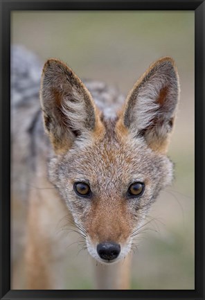 Framed Namibia, Etosha National Park. Black Backed Jackal Print