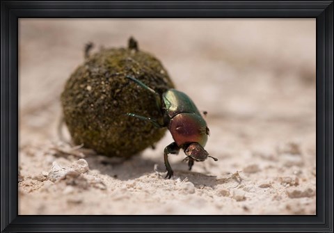 Framed Namibia, Etosha NP, Dung Beetle insect Print
