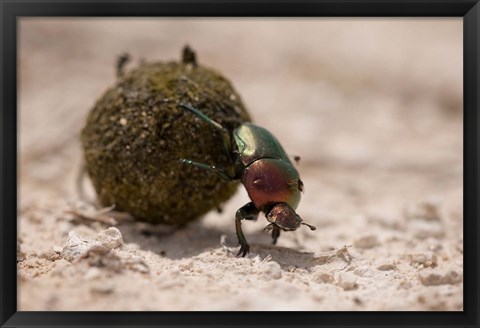 Framed Namibia, Etosha NP, Dung Beetle insect Print