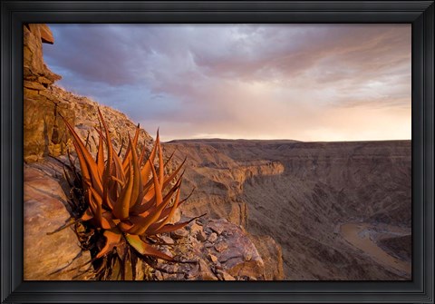Framed Namibia, Fish River Canyon National Park, desert plant Print