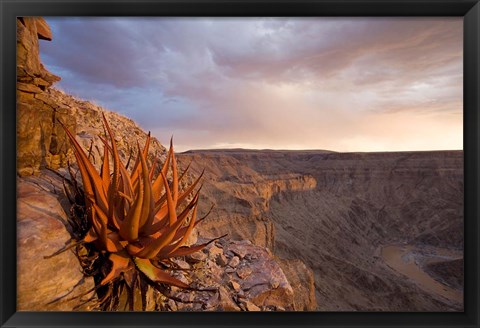 Framed Namibia, Fish River Canyon National Park, desert plant Print