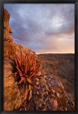 Framed Namibia, Fish River Canyon National Park, close up of adesert plant Print