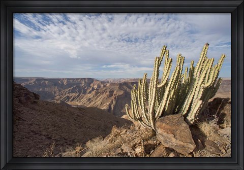 Framed Namibia, Fish River Canyon NP, Cactus succulent Print