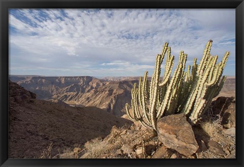 Framed Namibia, Fish River Canyon NP, Cactus succulent Print