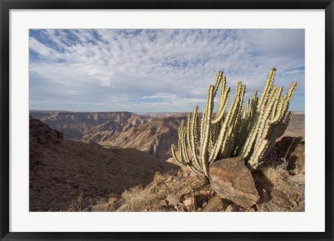 Framed Namibia, Fish River Canyon NP, Cactus succulent Print