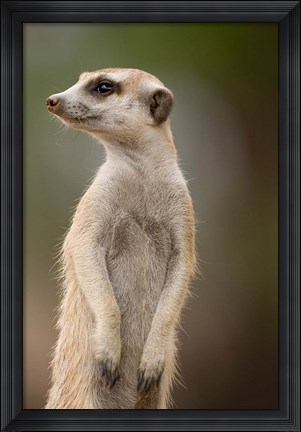 Framed Namibia, Keetmanshoop, Meerkat burrow, Mongoose Print