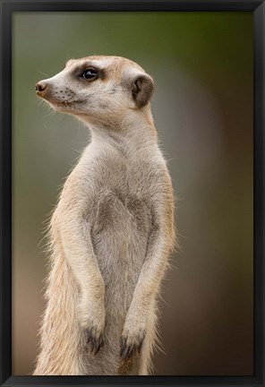 Framed Namibia, Keetmanshoop, Meerkat burrow, Mongoose Print